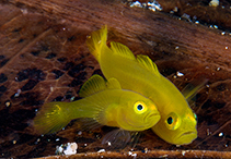 Image of Lubricogobius exiguus 