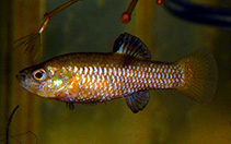 Image of Lucania interioris (Cuatrocienegas killifish)