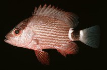 Image of Lutjanus malabaricus (Malabar blood snapper)