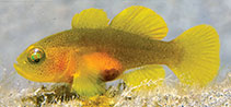 Image of Lubricogobius nanus (Tiny goby)