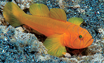 Image of Lubricogobius ornatus (Ornate slippery goby)