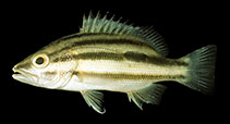 Image of Lutjanus russellii (Russell\