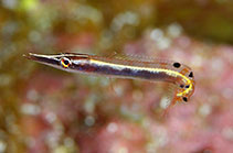 Image of Lucayablennius zingaro (Arrow blenny)