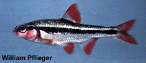 Image of Luxilus zonatus (Bleeding shiner)