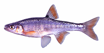 Image of Lythrurus fasciolaris (Scarlet shiner)