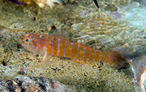 Image of Lythrypnus phorellus (Convict goby)