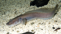 Image of Lycodes seminudus (Longear eelpout)