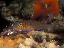 Image of Lythrypnus spilus (Bluegold goby)