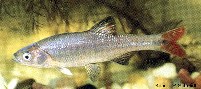 Image of Lythrurus umbratilis (Redfin shiner)