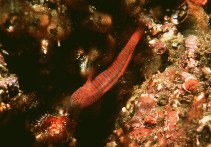 Image of Lythrypnus zebra (Zebra goby)