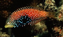 Image of Macropharyngodon bipartitus (Rare wrasse)