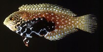 Image of Macropharyngodon bipartitus (Rare wrasse)