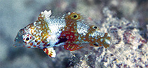 Image of Macropharyngodon bipartitus (Rare wrasse)