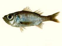 Image of Malakichthys elegans (Splendid seabass)