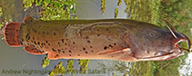 Image of Malapterurus electricus (Electric catfish)