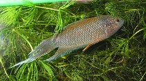 Image of Macropodus erythropterus 