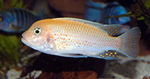 Image of Maylandia estherae (Red zebra)