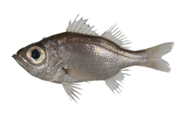 Image of Malakichthys griseus 