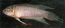 Image of Macropodus hongkongensis 