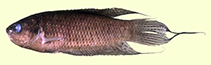 Image of Macropodus hongkongensis 