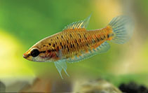 Image of Malpulutta kretseri (Spotted gourami)