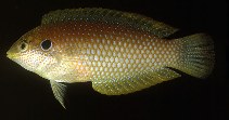 Image of Macropharyngodon kuiteri (Black leopard wrasse)