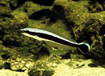 Image of Malacanthus latovittatus (Blue blanquillo)