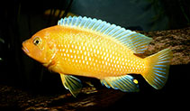 Image of Maylandia lombardoi 