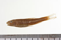 Image of Macrhybopsis meeki (Sicklefin chub)