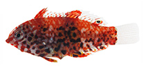 Image of Macropharyngodon meleagris (Blackspotted wrasse)