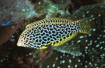 Image of Macropharyngodon meleagris (Blackspotted wrasse)