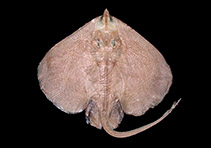 Image of Malacoraja obscura (Brazilian soft skate)