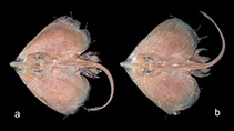 Image of Malacoraja obscura (Brazilian soft skate)