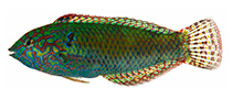 Image of Macropharyngodon pakoko (Pakoko wrasse)