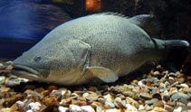 Image of Maccullochella peelii (Murray cod)