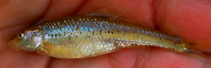 Image of Macrhybopsis tetranema (Peppered chub)