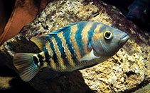 Image of Mayaheros urophthalmus (Mexican mojarra)