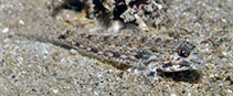 Image of Macrodontogobius wilburi (Largetooth goby)