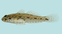 Image of Macrodontogobius wilburi (Largetooth goby)