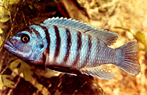 Image of Maylandia zebra (Zebra mbuna)