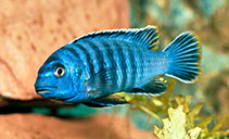 Image of Maylandia zebra (Zebra mbuna)