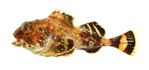 Image of Malacocottus zonurus (Darkfin sculpin)