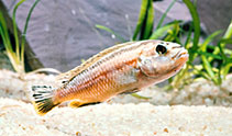 Image of Melanochromis auratus (Golden mbuna)