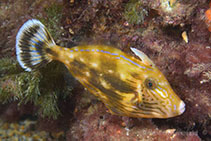 Image of Meuschenia australis (Southern leatherjacket)