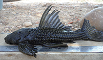 Image of Megalancistrus barrae 