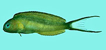 Image of Meiacanthus bundoon (Bundoon blenny)