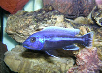 Image of Melanochromis chipokae 