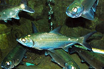 Image of Megalops cyprinoides (Indo-Pacific tarpon)