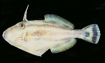 Image of Meuschenia freycineti (Six-spined leatherjacket)