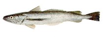 Image of Merluccius hubbsi (Argentine hake)